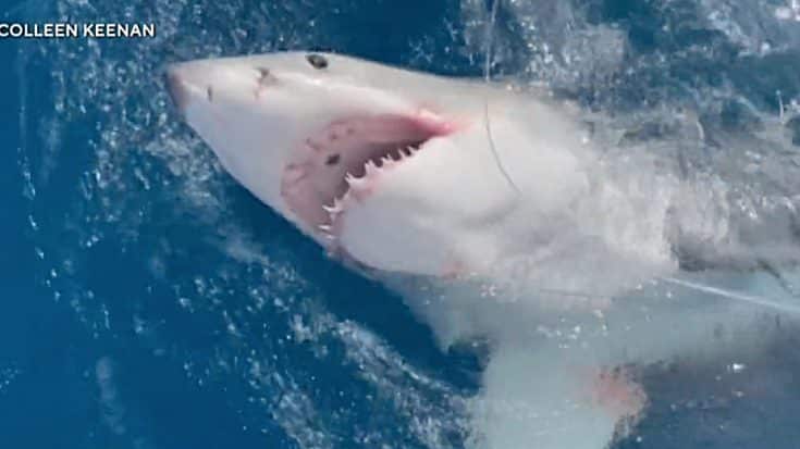 Incredible Footage Captures 12-Year-Old Reeling In 700lb Great White | Country Music Videos