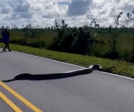Python Spanning Nearly The Width Of The Road Found In Florida