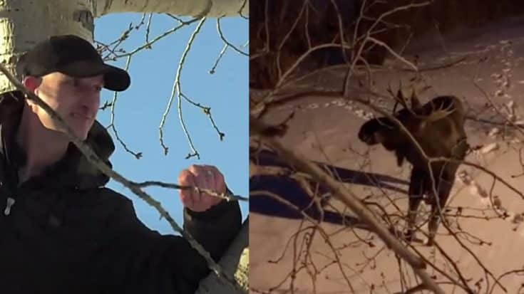 Massive Aggravated Moose Chases Man Into Tree | Country Music Videos