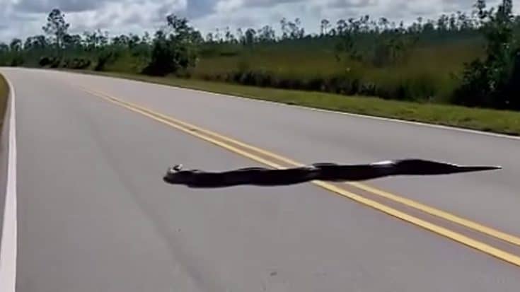 Python Spanning Nearly The Width Of The Road Found In Florida | Country Music Videos