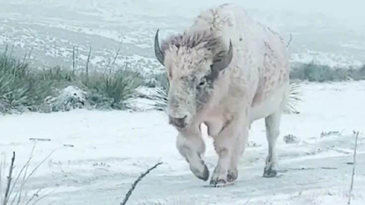 Breathtaking Video Of White Bison Goes Viral On TikTok | Country Music Videos