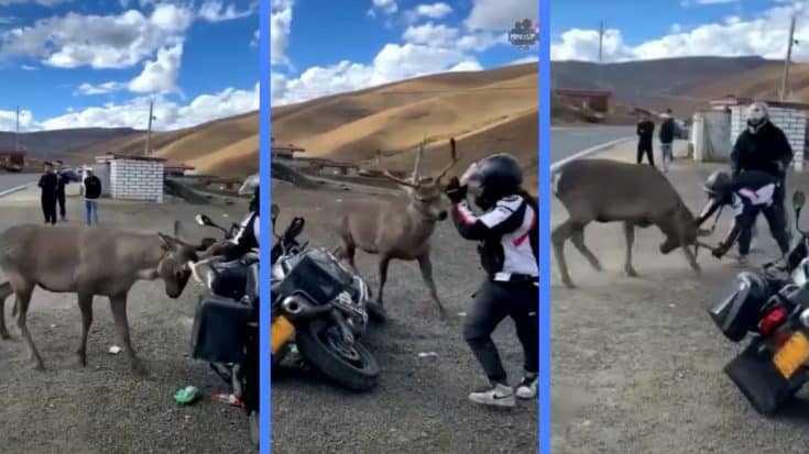 Deer Attacks Biker & He Wrestles It To The Ground | Country Music Videos