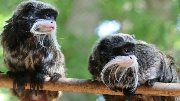 Missing Dallas Zoo Monkeys Found Alive In Closet Of Abandoned Home | Country Music Videos