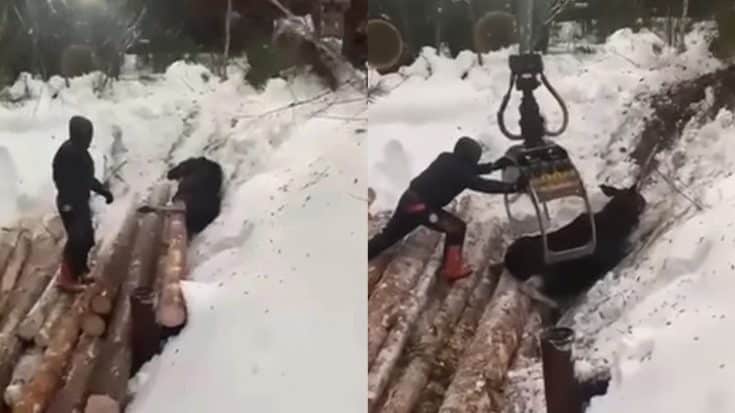 Brave Loggers Save Moose from Life-Threatening Situation | Country Music Videos