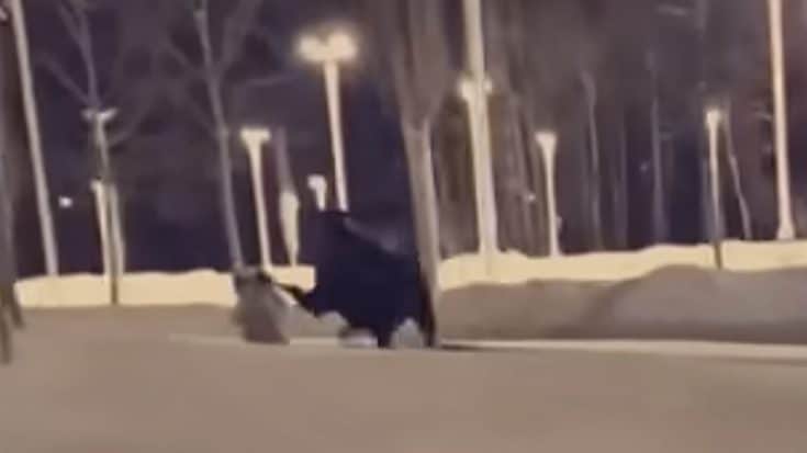 Woman Trampled By Moose While She Was Walking Her Dog | Country Music Videos