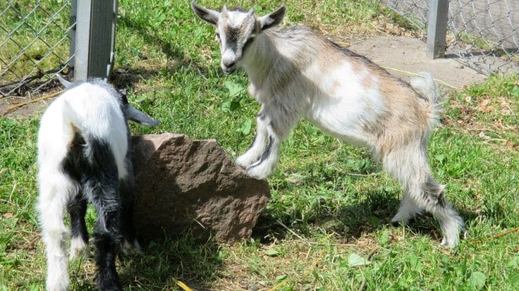 Mexico Zoo Director Accused Of Killing Rare Pygmy Goats & Feeding Them To Guests | Country Music Videos