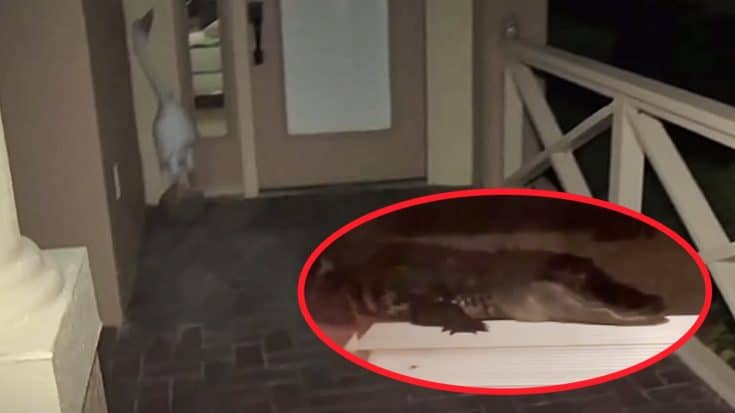 Man Attacked By Alligator On His Own Front Porch In Florida | Country Music Videos