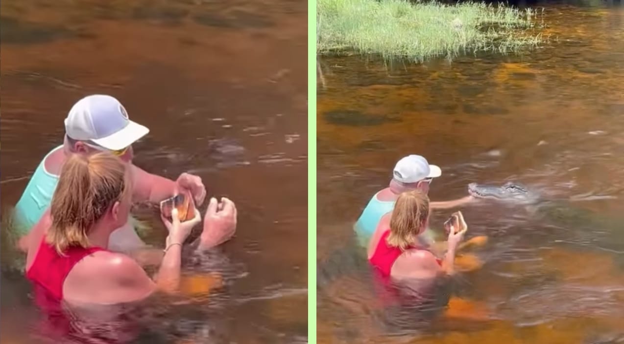 Florida Man Hand-Feeds Pork Loin To Wild Alligator