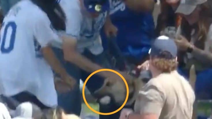 Dog Catches Home Run Ball During Dodgers Vs Royals Game | Country Music Videos