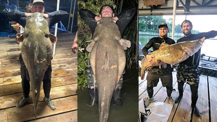 Texas Men Noodle Potential Record-Breaking 98-Pound Catfish | Country Music Videos