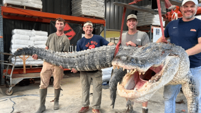 Photo of the hunters holding up the massive gator.