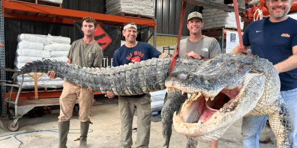 Photo of the hunters holding up the massive gator.