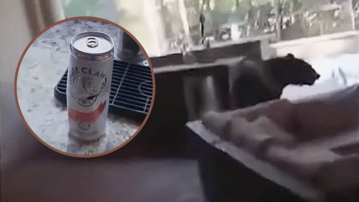 3-Legged Bear Breaks Into Home And Drinks White Claws | Country Music Videos