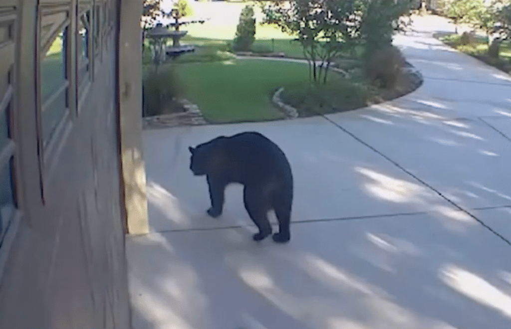 Photo of the bear walking around outside the home.