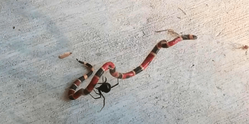 WATCH: Black Widow Spider Takes Down Coral Snake In Venomous Battle | Country Music Videos