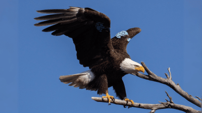 Tagged bald eagles raise eaglets in bustling suburbia instead of open wilderness.