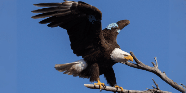 Tagged bald eagles raise eaglets in bustling suburbia instead of open wilderness.