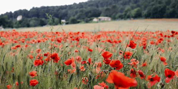 Poppy flowers grow in a field, not unlike the ones which would've been seen in Flanders in World War I.