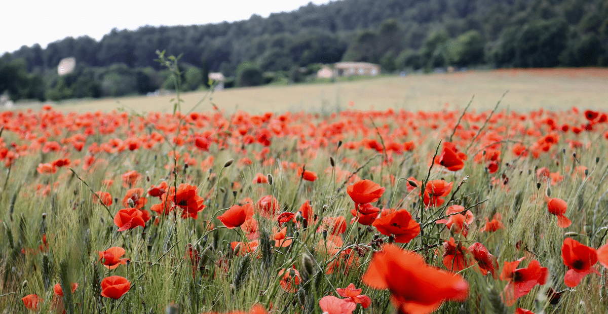 Poppy flowers grow in a field, not unlike the ones which would've been seen in Flanders in World War I.