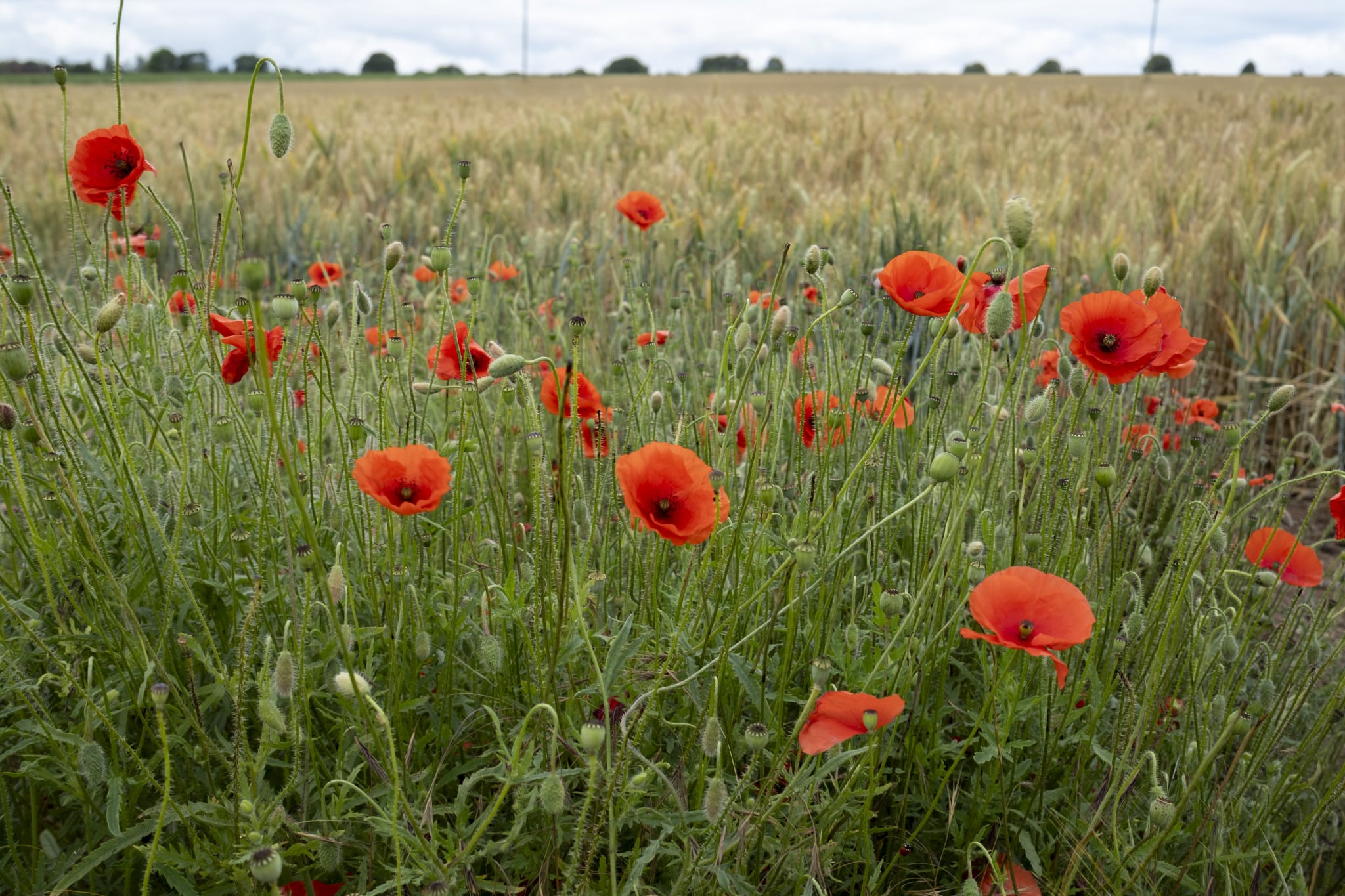 Rural farmland with field edging of wild flowers including red poppies on 7th August 2023 near Wolverly, United Kingdom. (photo by Mike Kemp/In Pictures via Getty Images)