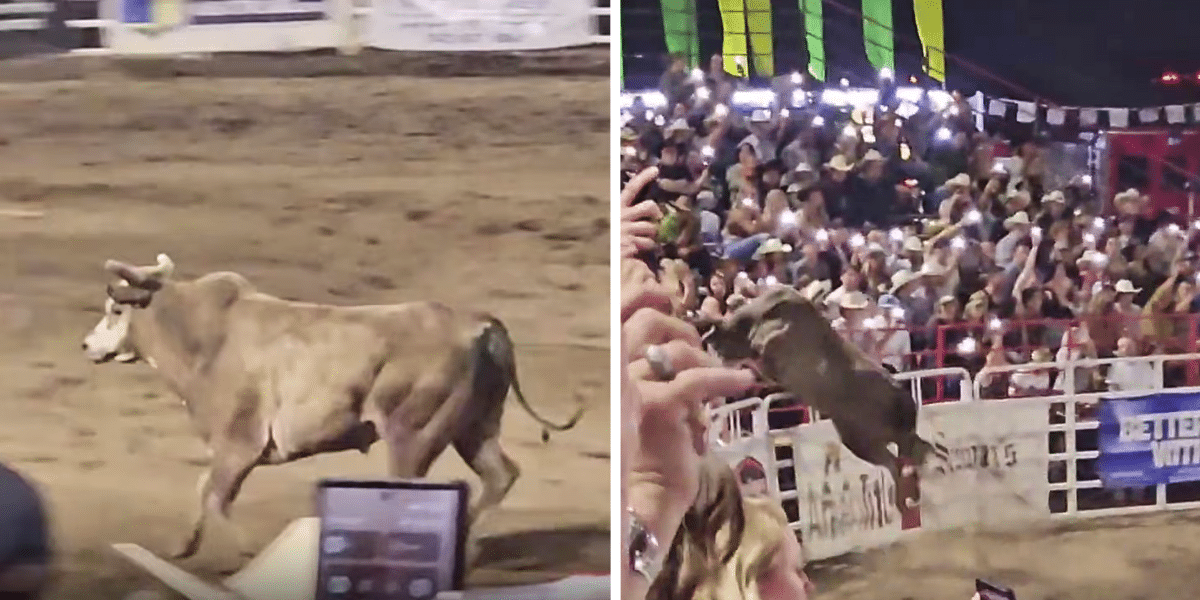 Multiple Attendees Injured After Bull Hops Fence At Oregon Rodeo