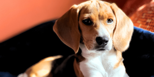 Beagles were allegedly the subject of a variety of taxpayer-funded studies which involved, at times, cordectomies.