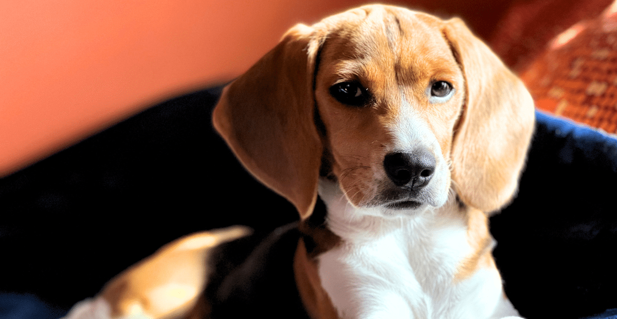 Beagles were allegedly the subject of a variety of taxpayer-funded studies which involved, at times, cordectomies.
