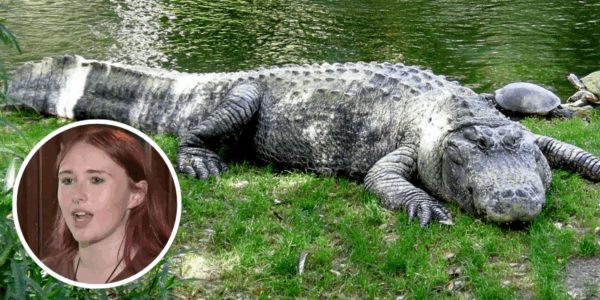 Florida Alligator