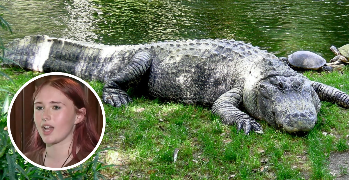 Florida Alligator