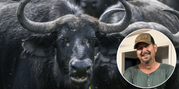 Water Buffalo