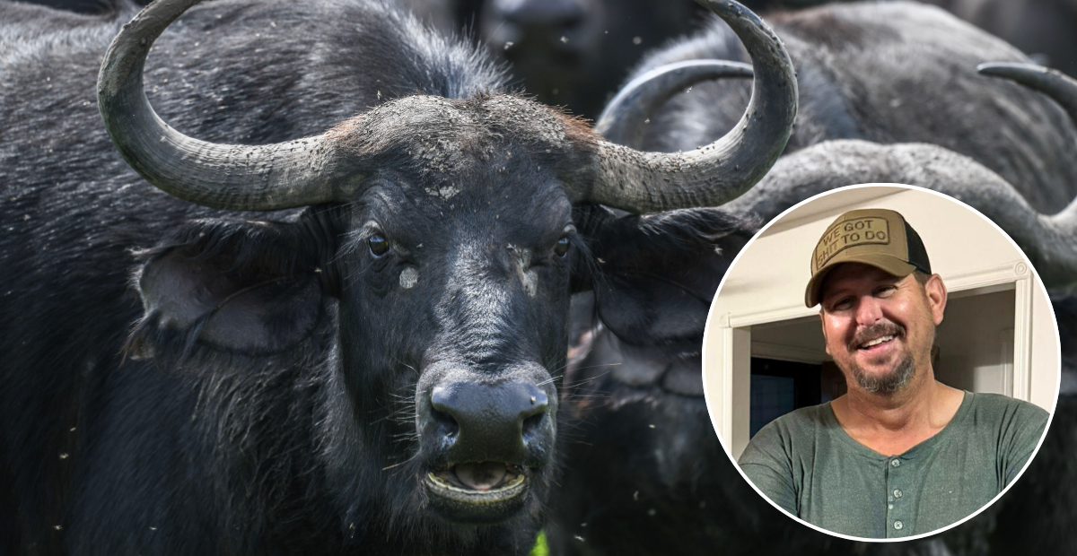 Water Buffalo