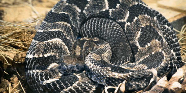Timber Rattlesnake Kills Hiker