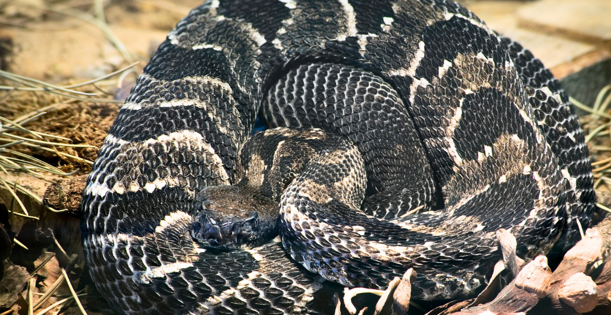 Timber Rattlesnake Kills Hiker