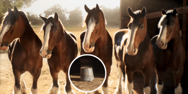 Budweiser teases new Super Bowl ad, featuring a mystery animal under a bucket