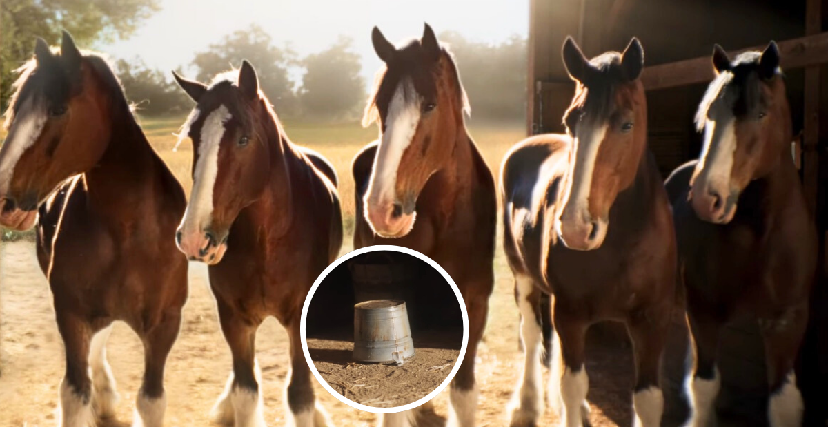 Budweiser teases new Super Bowl ad, featuring a mystery animal under a bucket