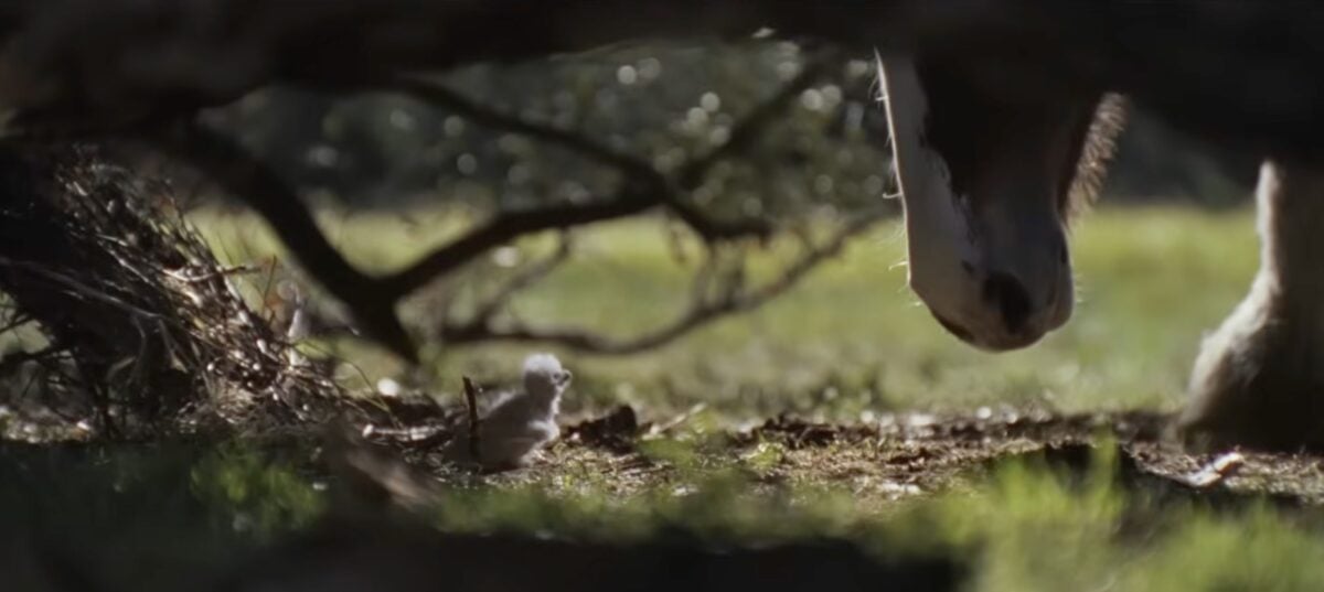 Budweiser clydesdale foal meets baby eagle in 2026 Super Bowl ad