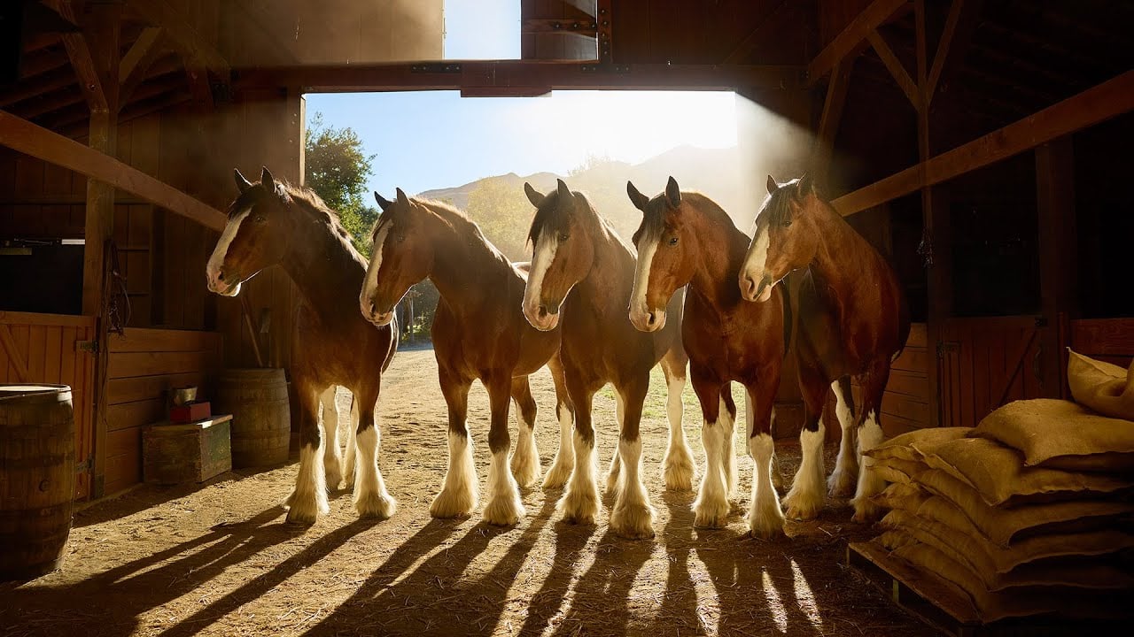 Budweiser Shares The Meaning Behind Awe-Inspiring Super Bowl Commercial For 2026