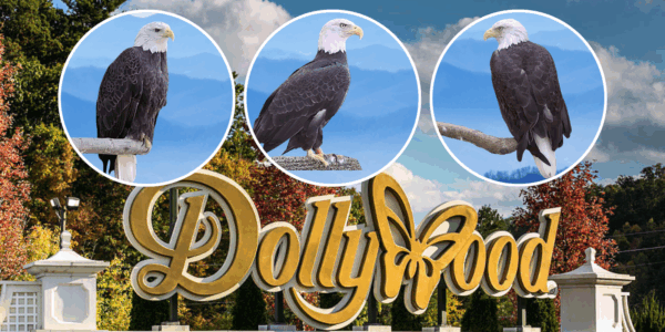 Three bald eagles have gone missing from Dollywood, and the American Eagle Foundation is now seeking help from the public to find them...