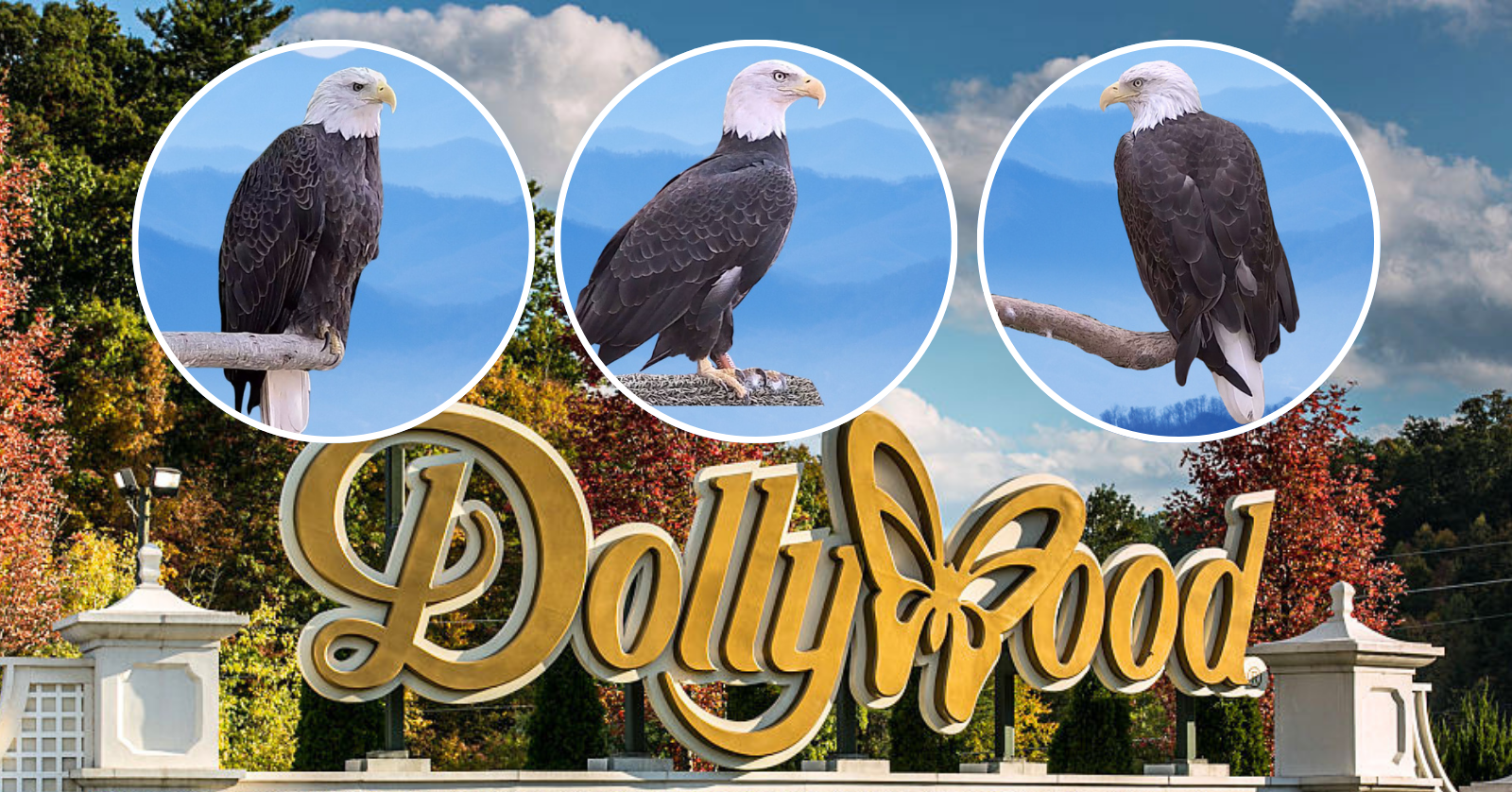 Three bald eagles have gone missing from Dollywood, and the American Eagle Foundation is now seeking help from the public to find them...