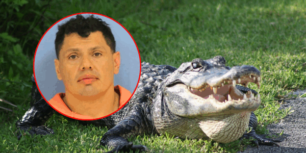 On June 7, a Louisiana man allegedly attempted to avoid arrest by running into a swamp, but bodycam video captured the moment an alligator got involved.