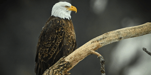 American Eagle Foundation