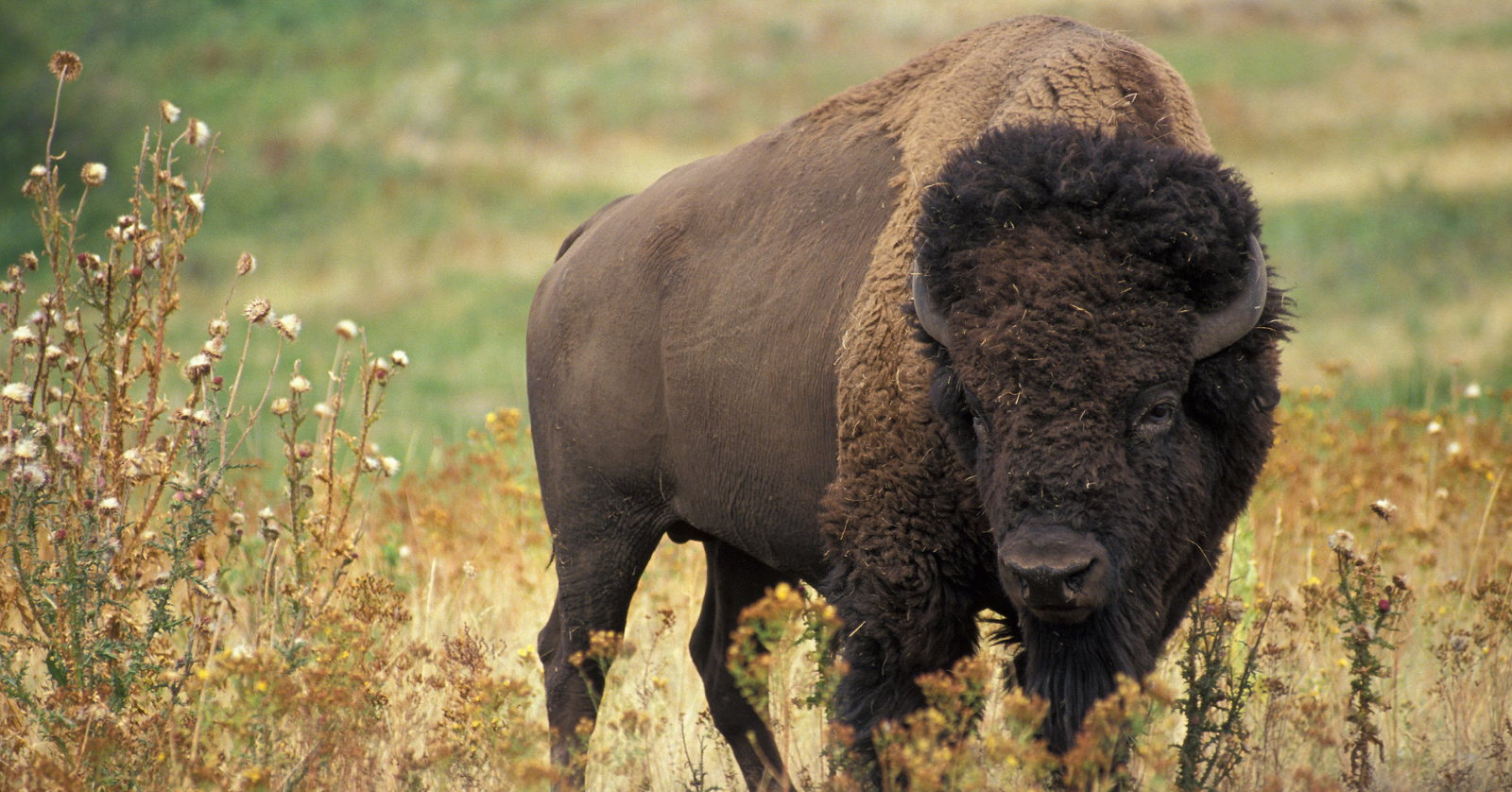 Yellowstone