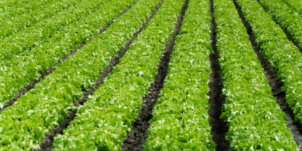 Days after announcing it had identified a source responsible for the growing cases of "explosive diarrhea" from cyclospora, the FDA has backtracked its report, citing a "false positive."