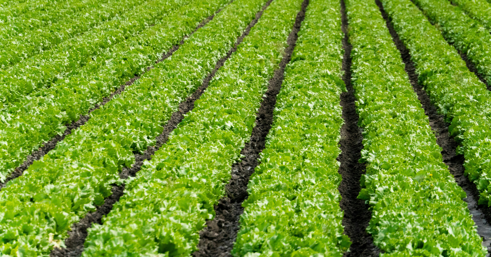Days after announcing it had identified a source responsible for the growing cases of "explosive diarrhea" from cyclospora, the FDA has backtracked its report, citing a "false positive."