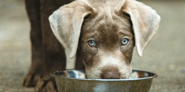 One of the most popular brands of dog food has recalled one of its products due to the possible presence of sharp metal and plastic