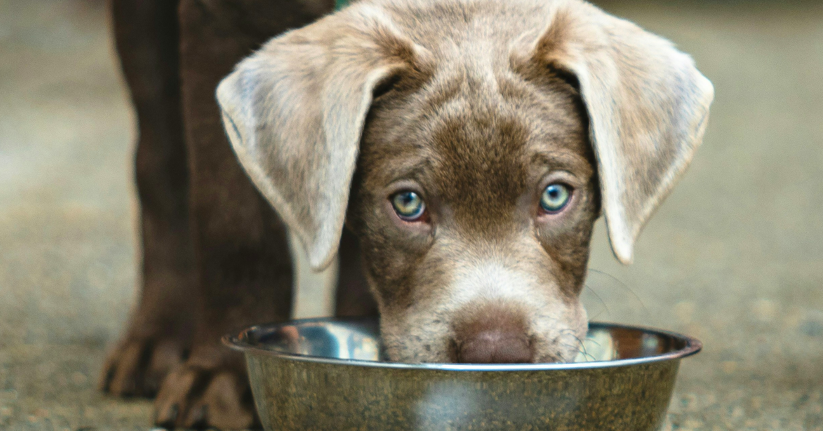 One of the most popular brands of dog food has recalled one of its products due to the possible presence of sharp metal and plastic