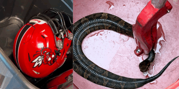 A venomous snake was found inside an Arkansas high school student's football helmet...