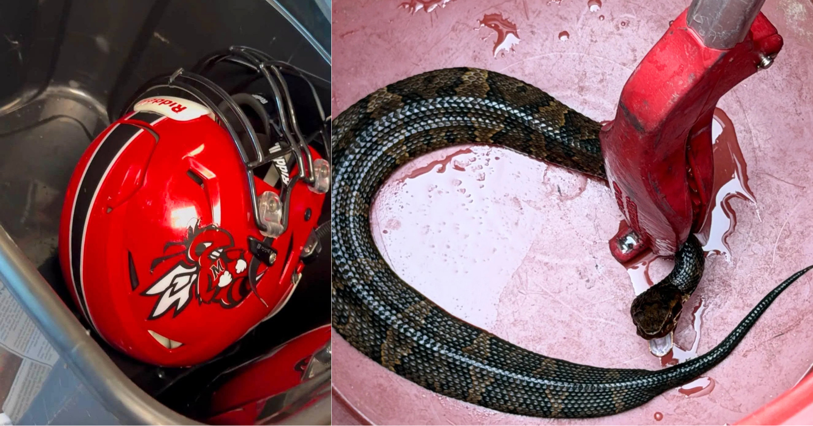 A venomous snake was found inside an Arkansas high school student's football helmet...