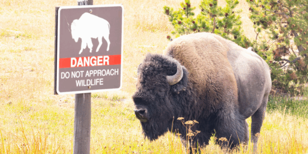 On Monday, Aug. 3, a bison was filmed charging after a child at Yellowstone National Park.