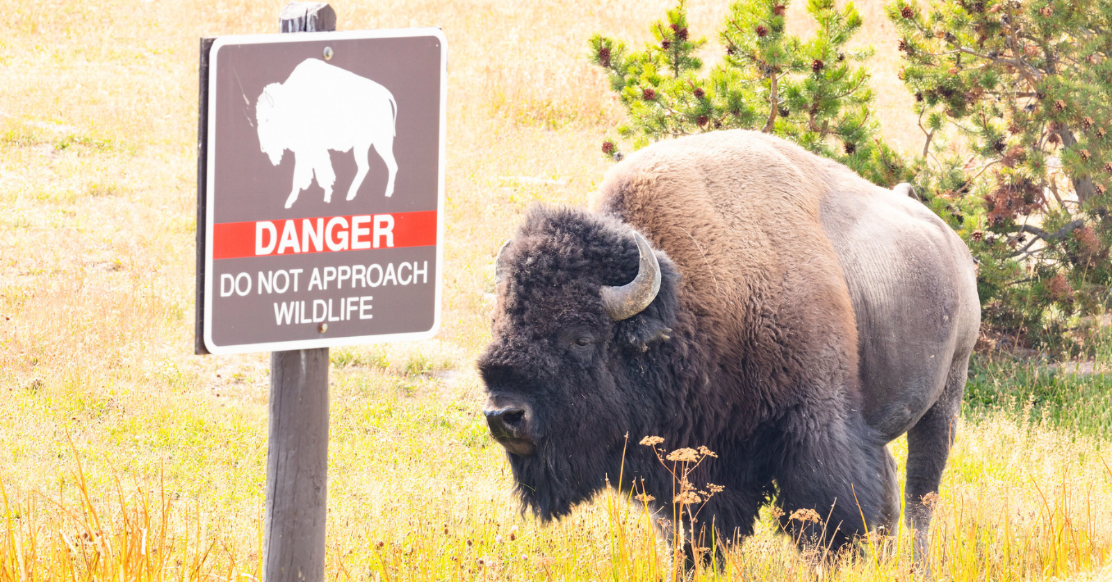 On Monday, Aug. 3, a bison was filmed charging after a child at Yellowstone National Park.